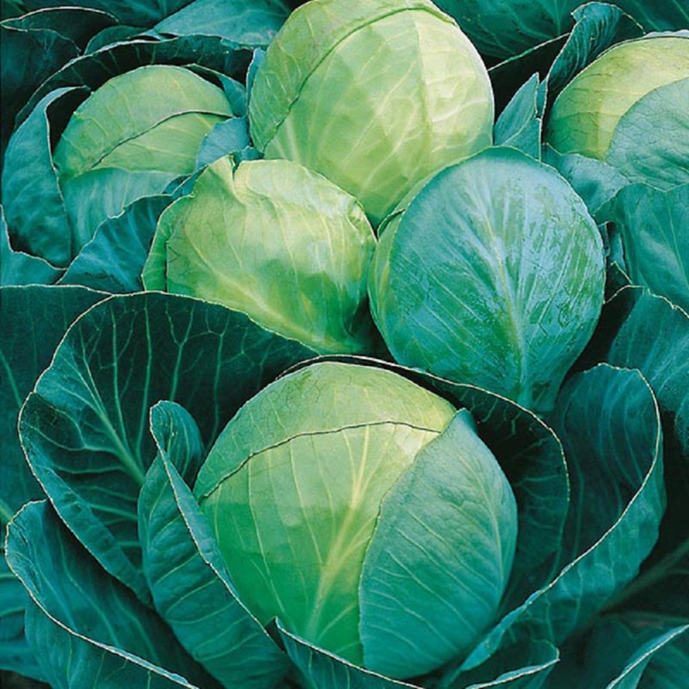 Cabbage Minicole F1 Seeds
